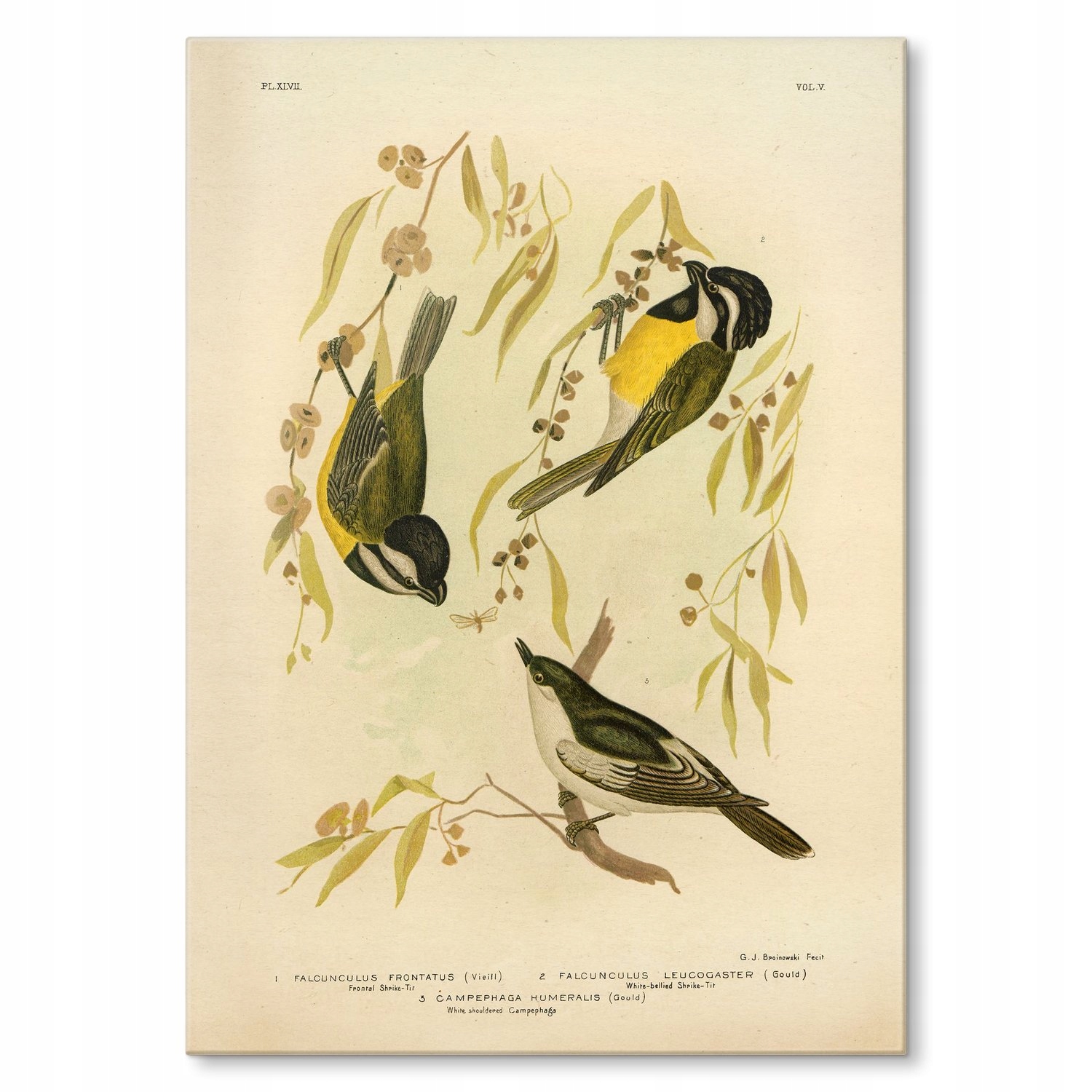 Kovový plakát Retro atlas Ptáci XLVII Dárek 22 x 31 cm