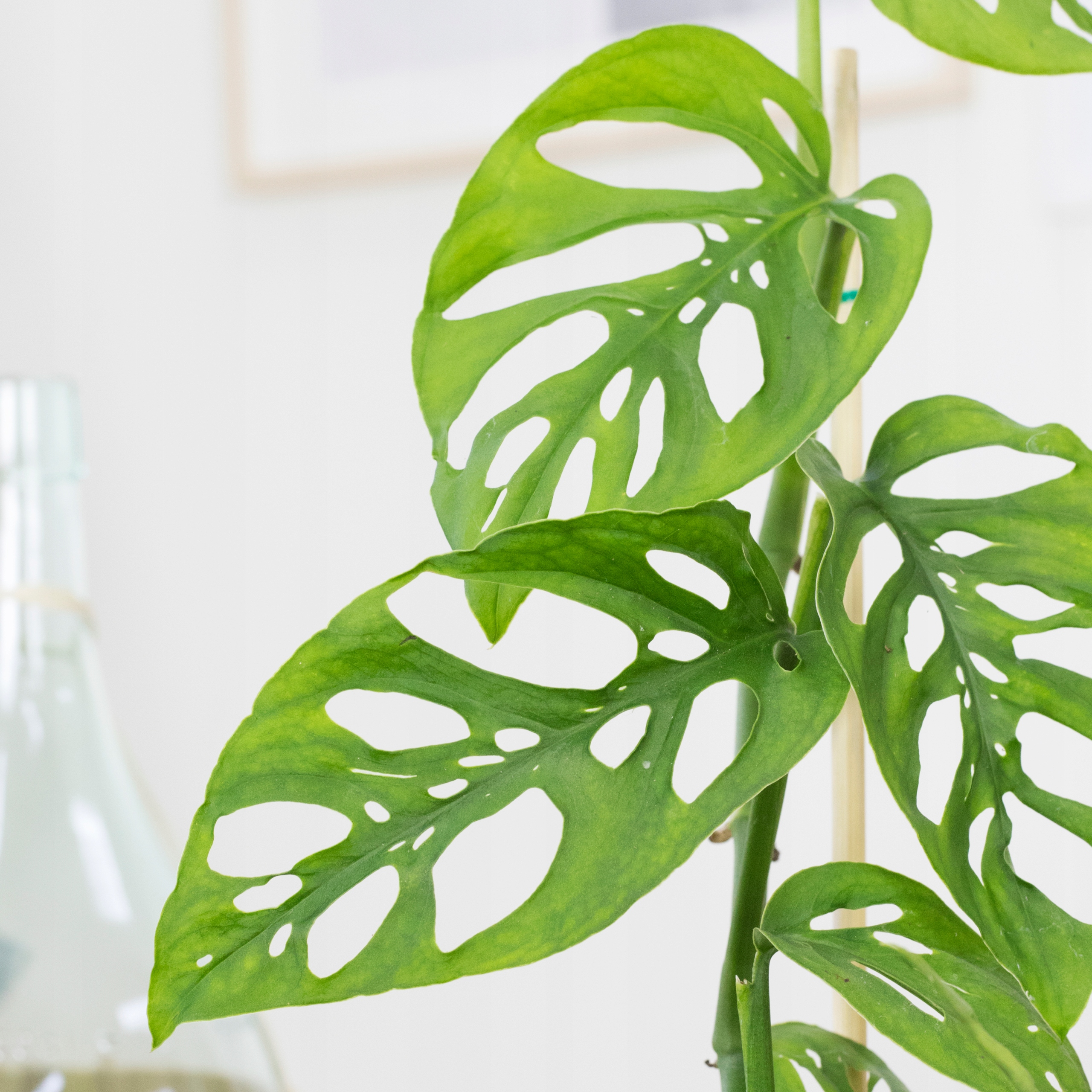 Лист монстеры размер. Монстера adansonii. Монстера Адансона adansonii. Монстера адансони вариегатная