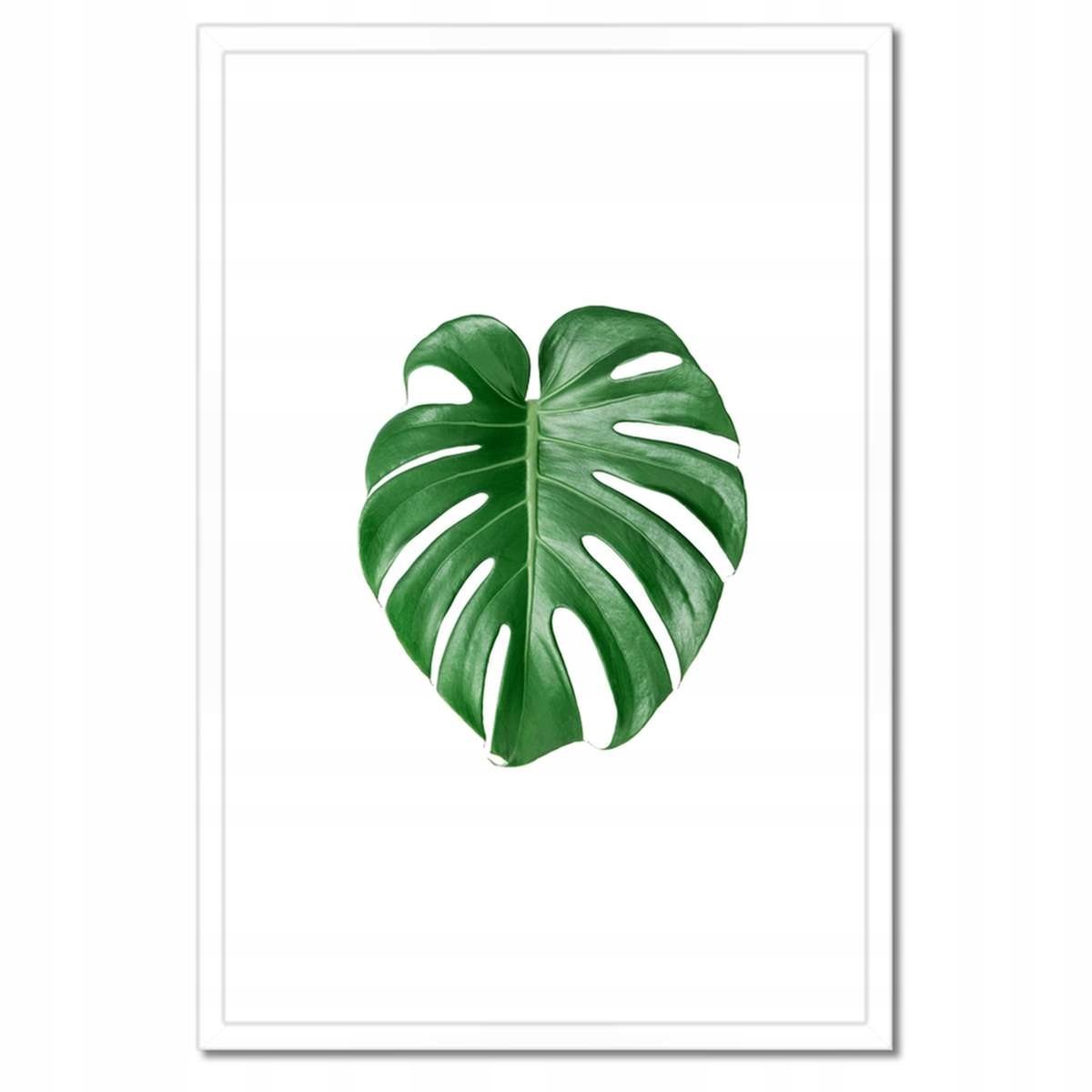 Plakáty v rámu 40x60 Monstera děravý list