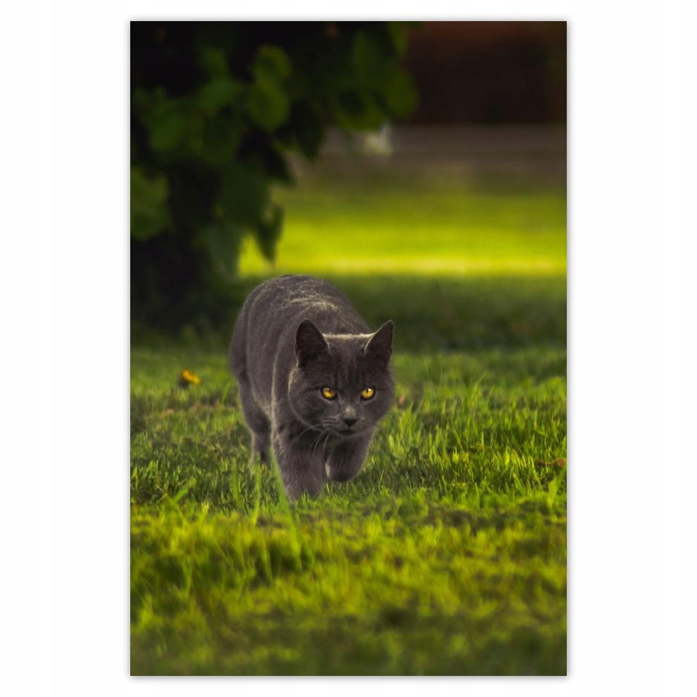 

Plakat 62x93 Kotek Kotki Koty Kicia