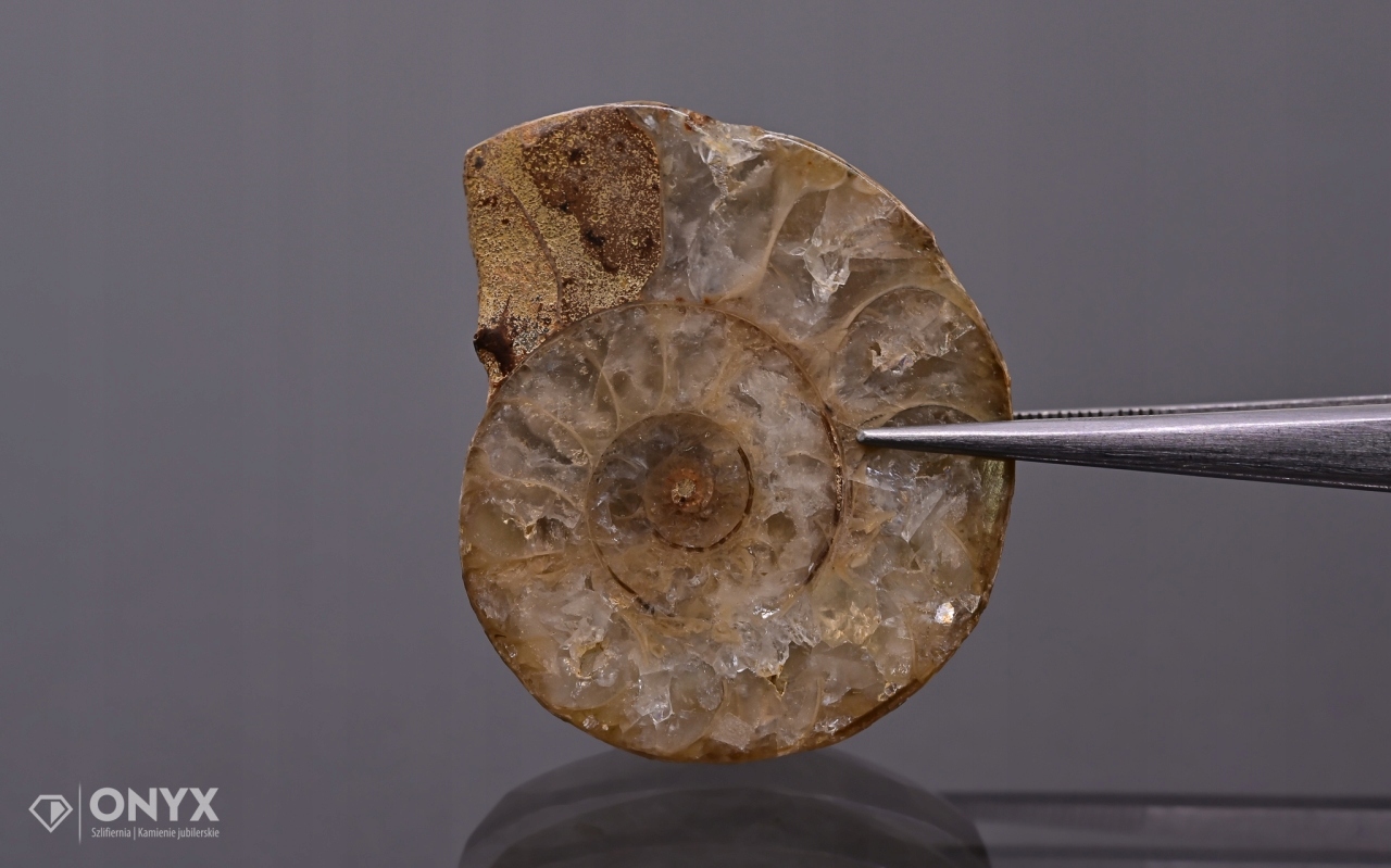 Amonit z Madagaskaru nepravidelný 34x28 mm