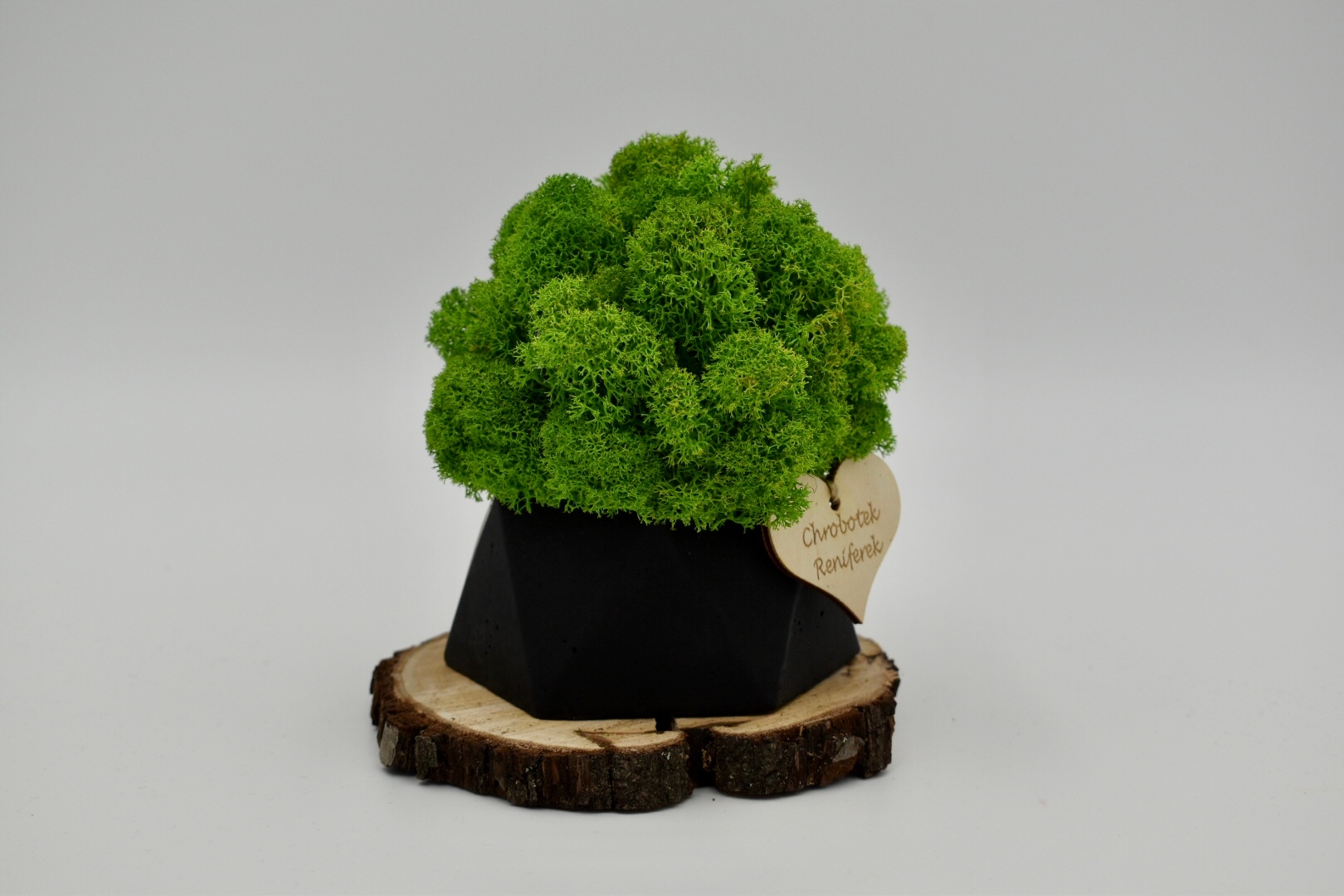 Chrobotkowy las w doniczce betonowej geometrycznej Rodzaj mech chrobotek