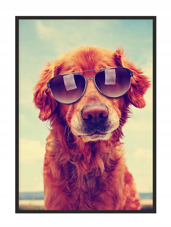 OBRAZ PLAKAT W RAMIE 33x43 cm Pies P1743