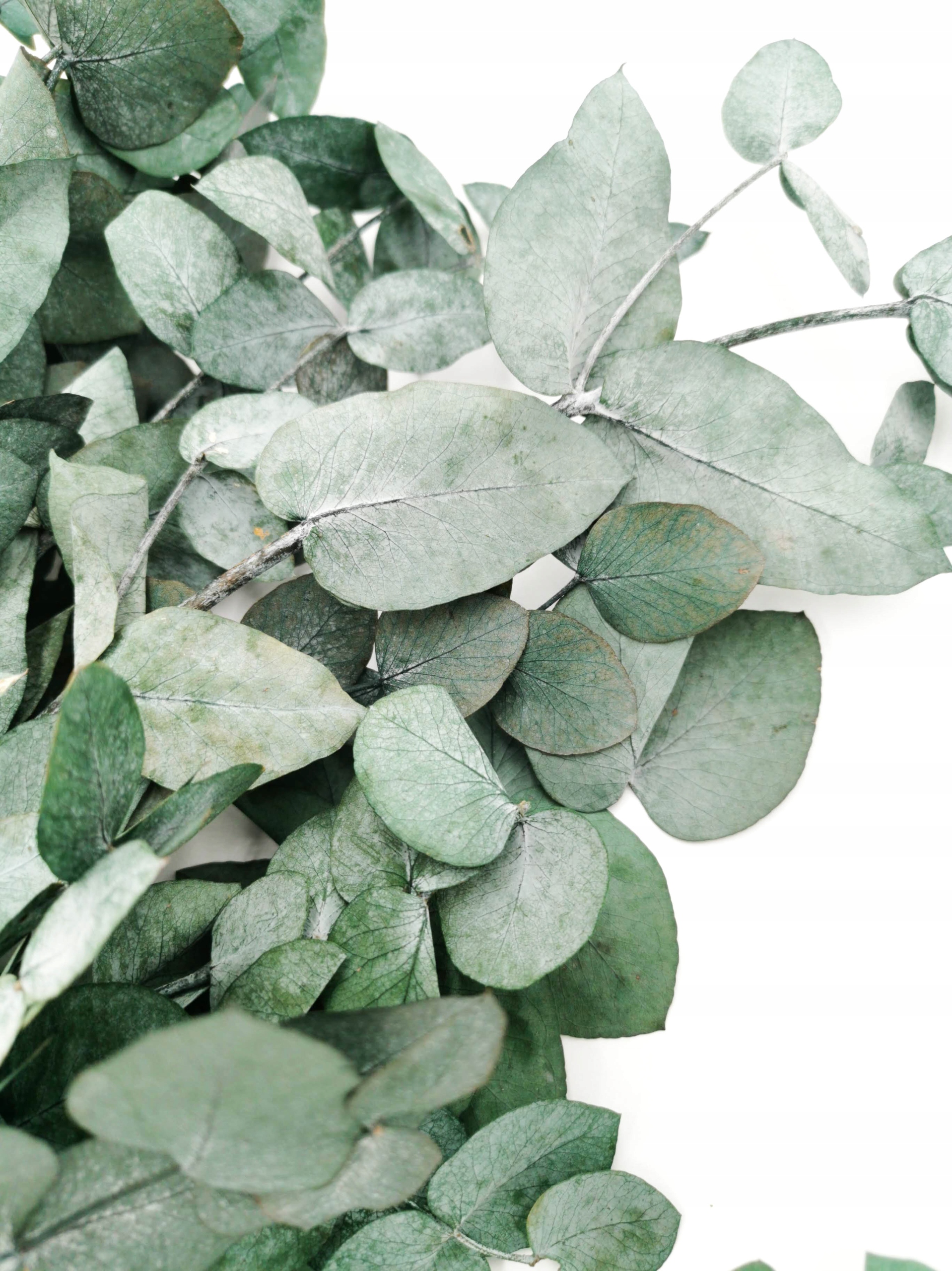 Eukaliptus cinerea ROŚLINY PREPAROWANE do obrazu Marka inna