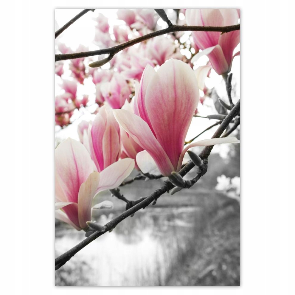 

Plakaty 40x60 Magnolia Kwiatki Kwiaty