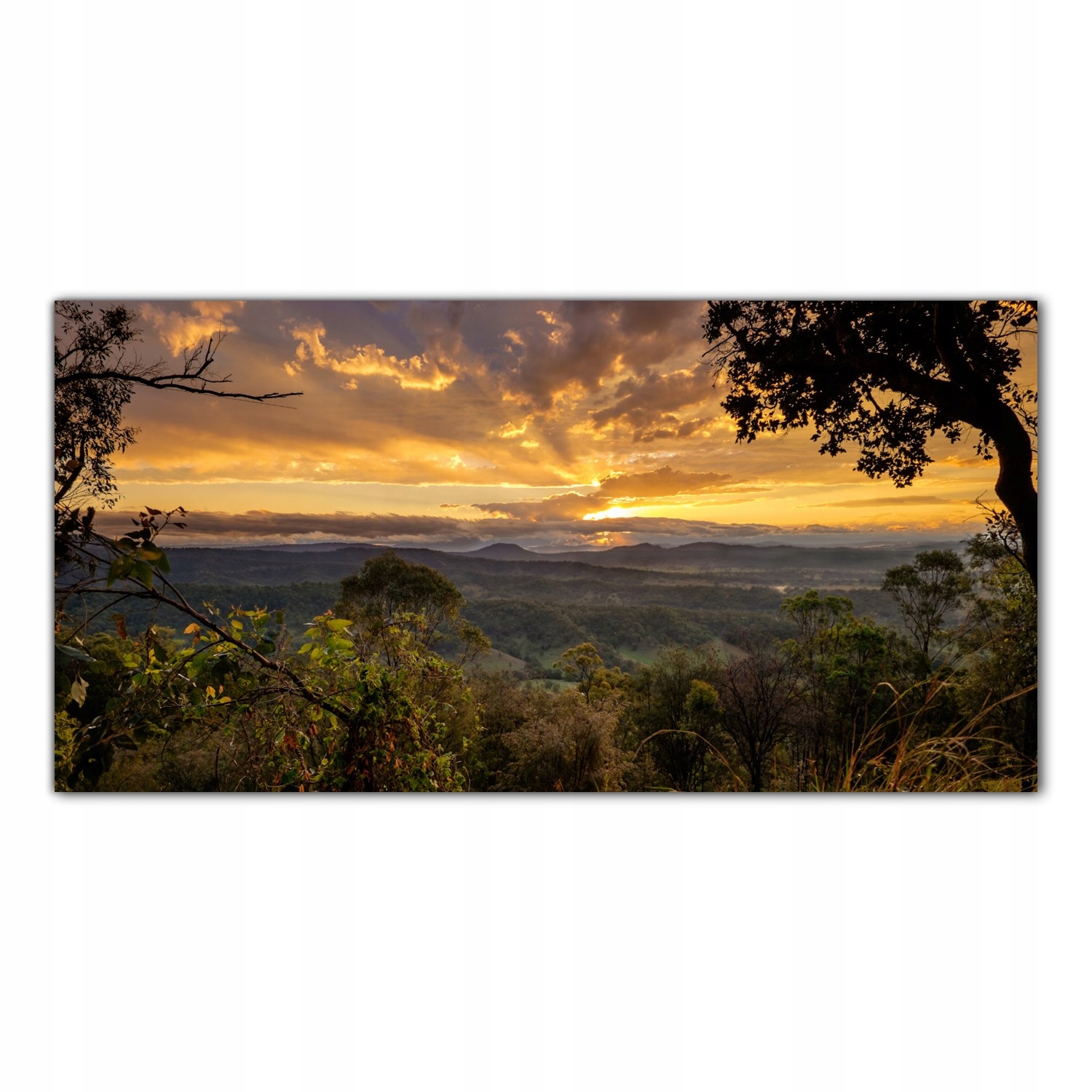 

Obraz Szklany Foto-obraz Las Zachód Słońca 120x60
