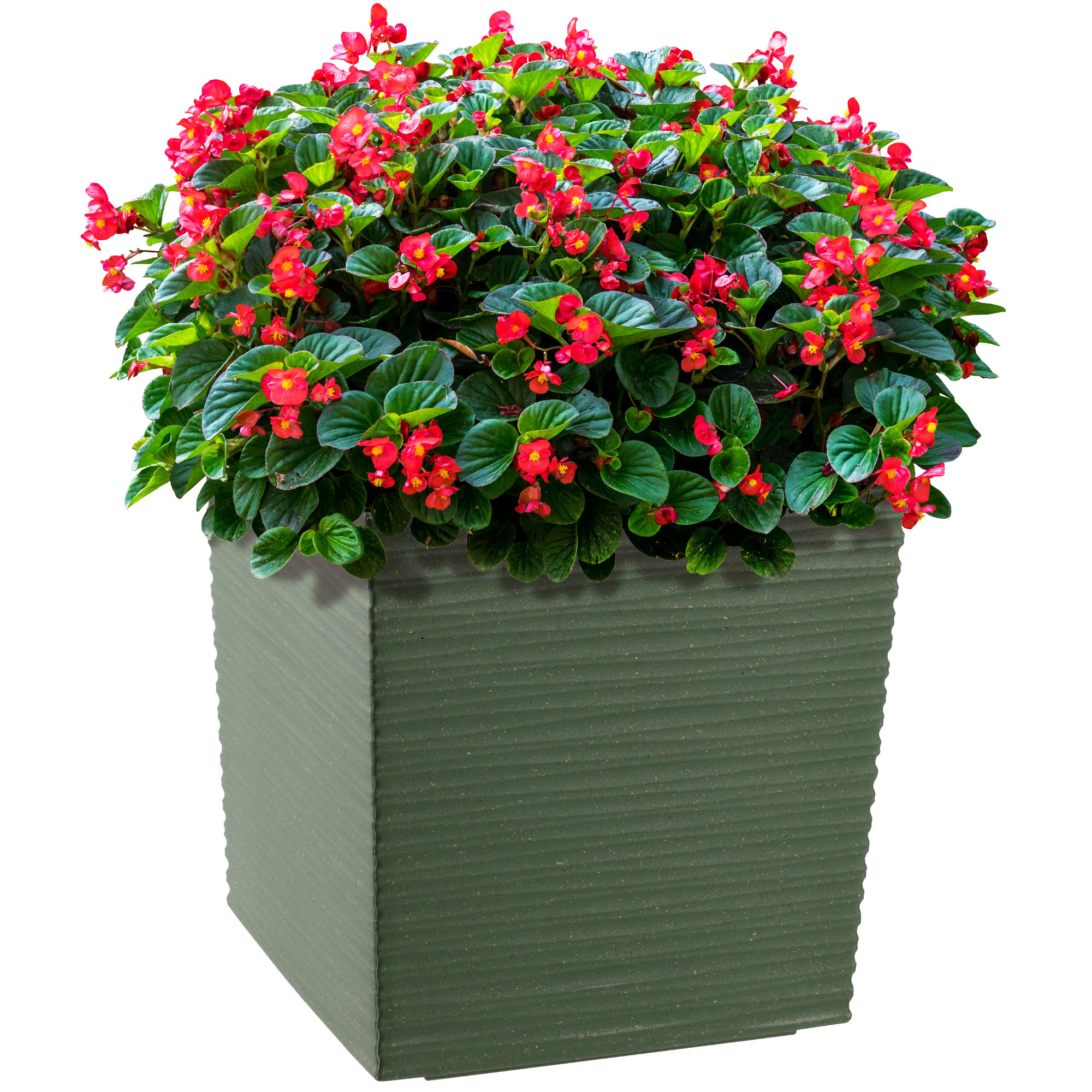 DONICZKA DONICA WKŁAD OSŁONKA ZIELONA 19cm