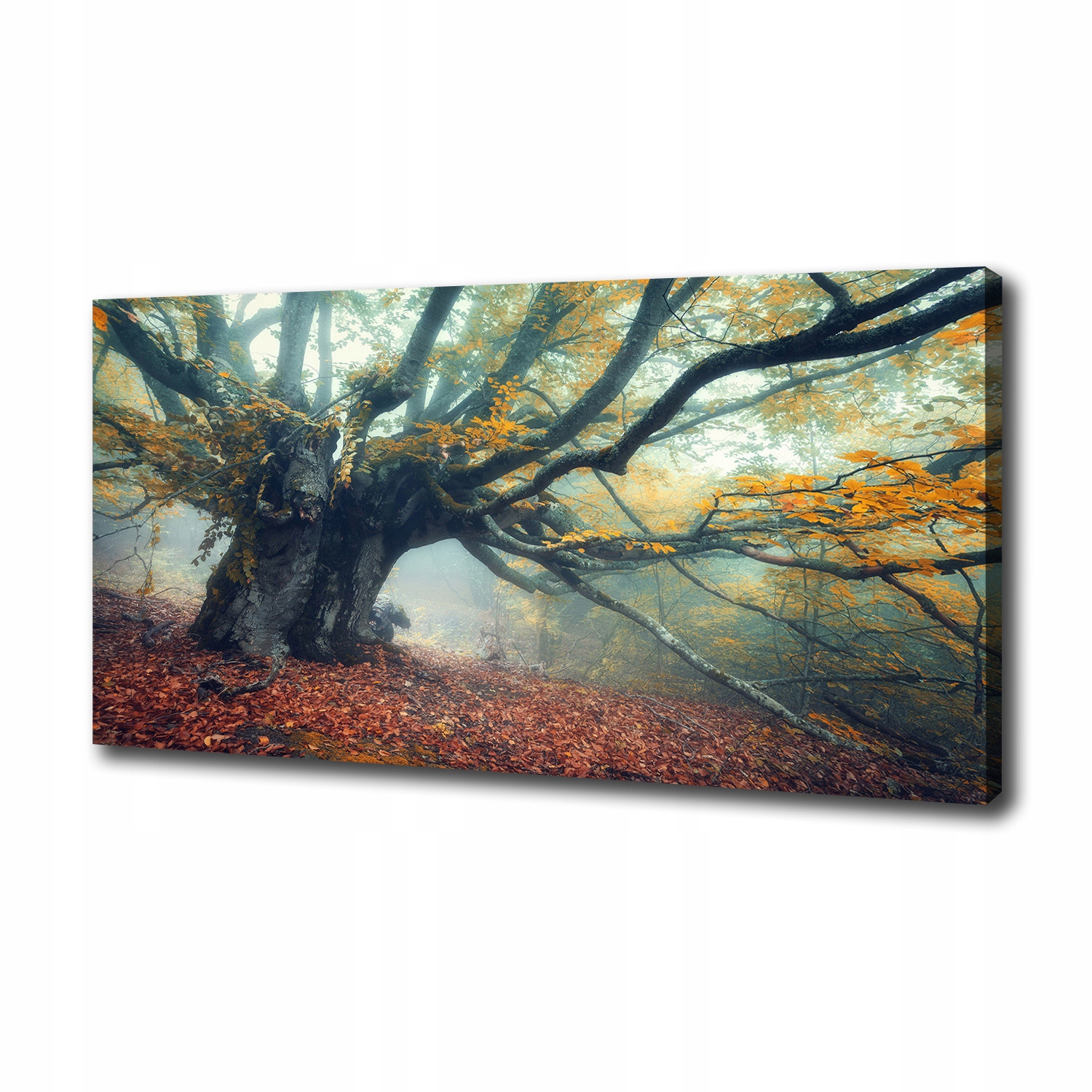 

Duży foto obraz na płótnie Stare drzewo 100x50 cm
