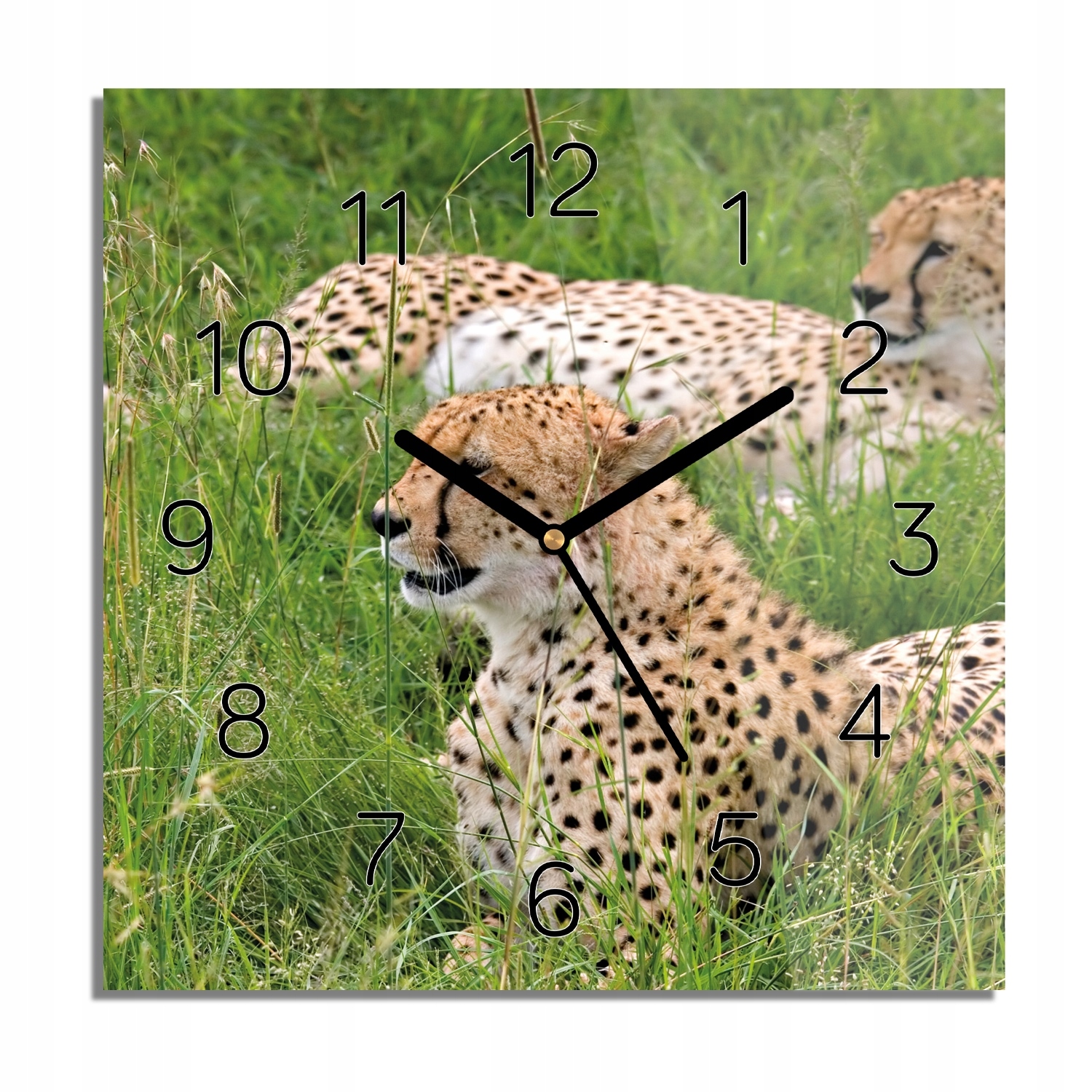 

Gepard trawa natura zegar na szkle do pokoju 30x30