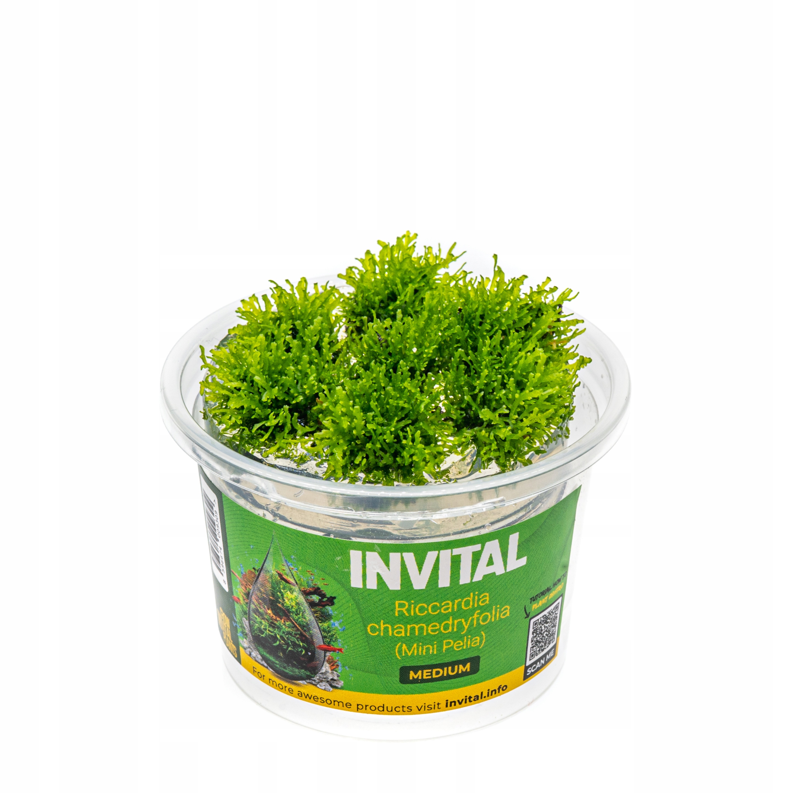 INVITAL Riccardia chamedryfolia in vitro Ø 7 cm