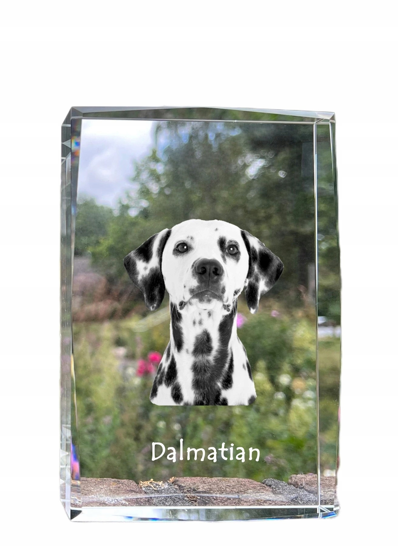 Dalmatínska fotografia psa v kryštáli, suvenír, trofej, poďakovanie