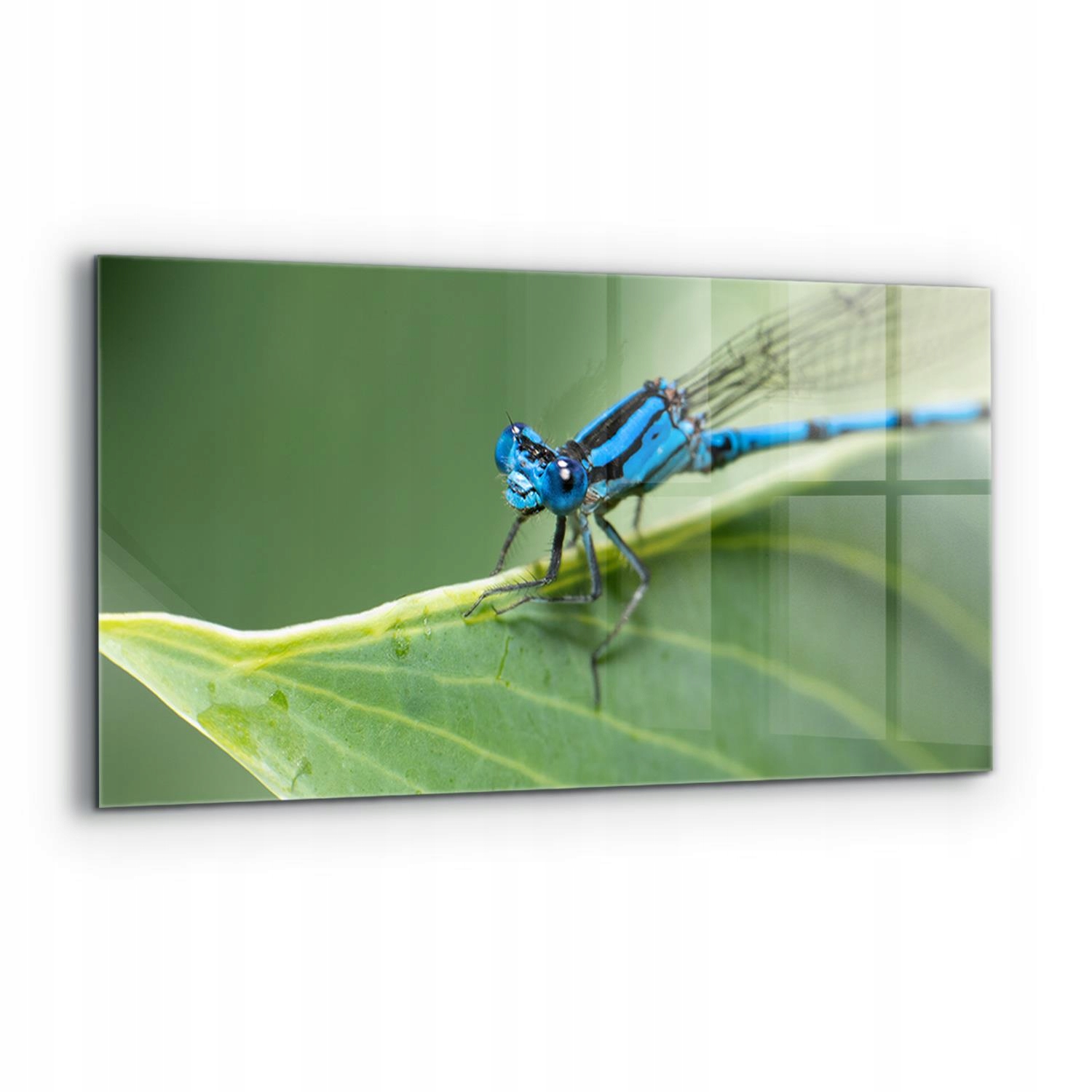 Dekoračný panel lepidlo Vážka na liste 120 x 60 cm