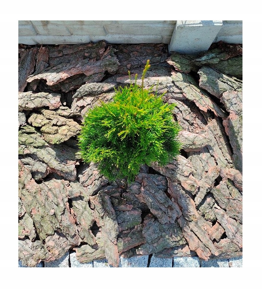 KORA SOSNOWA OGRODOWA WOREK 20L | RĘCZNY SORT | GRUBA OZDOBNA | Marka Rawan