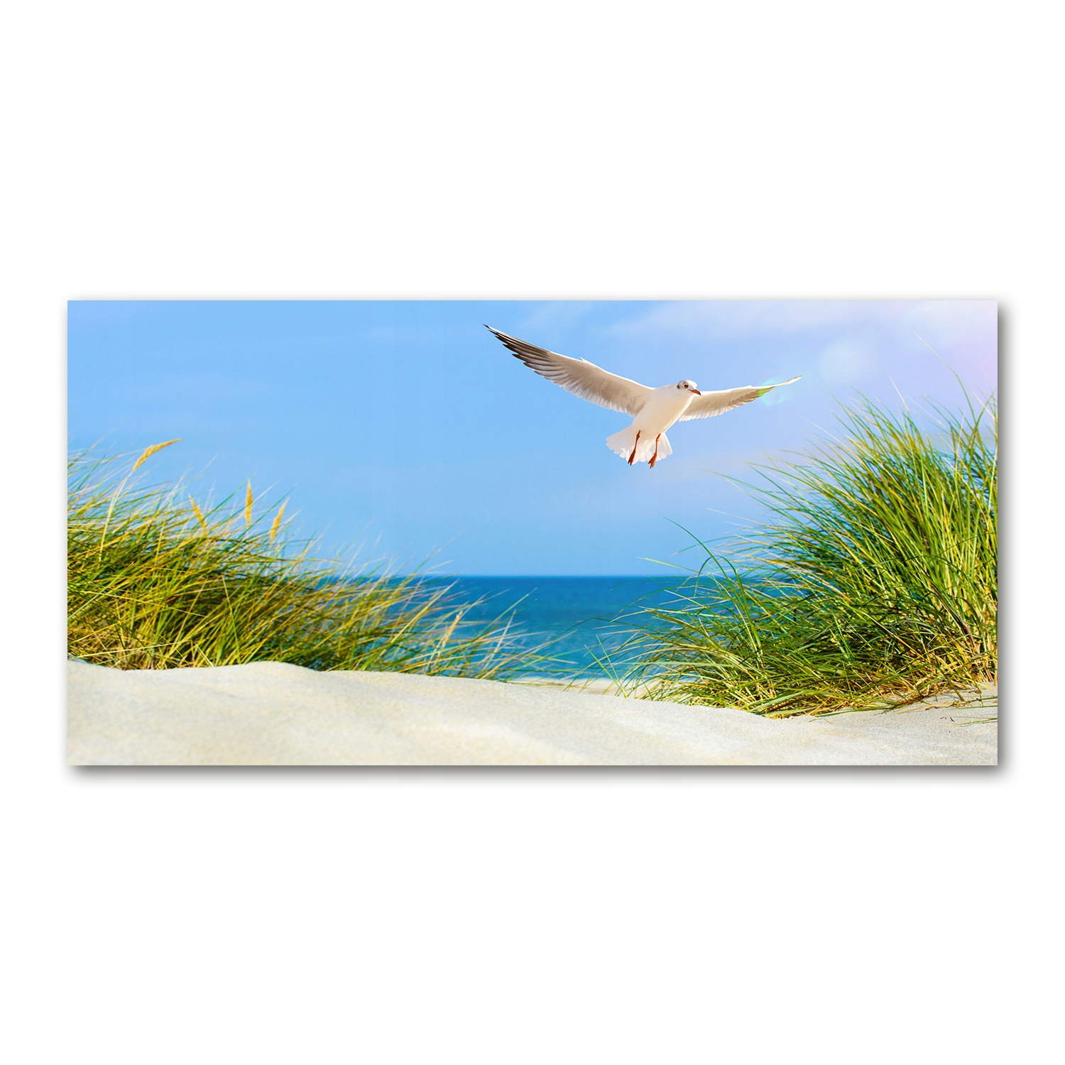 

Foto obraz akryl zdjęcie Mewa na plaży 120X60 cm