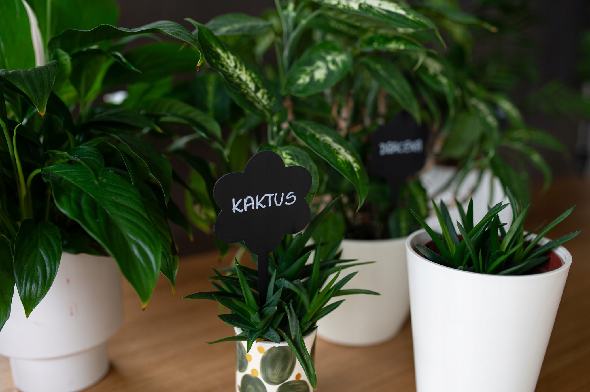 Cenówki KREDOWE do kwiatów, roślin - 10szt. EAN (GTIN) 5908310290973