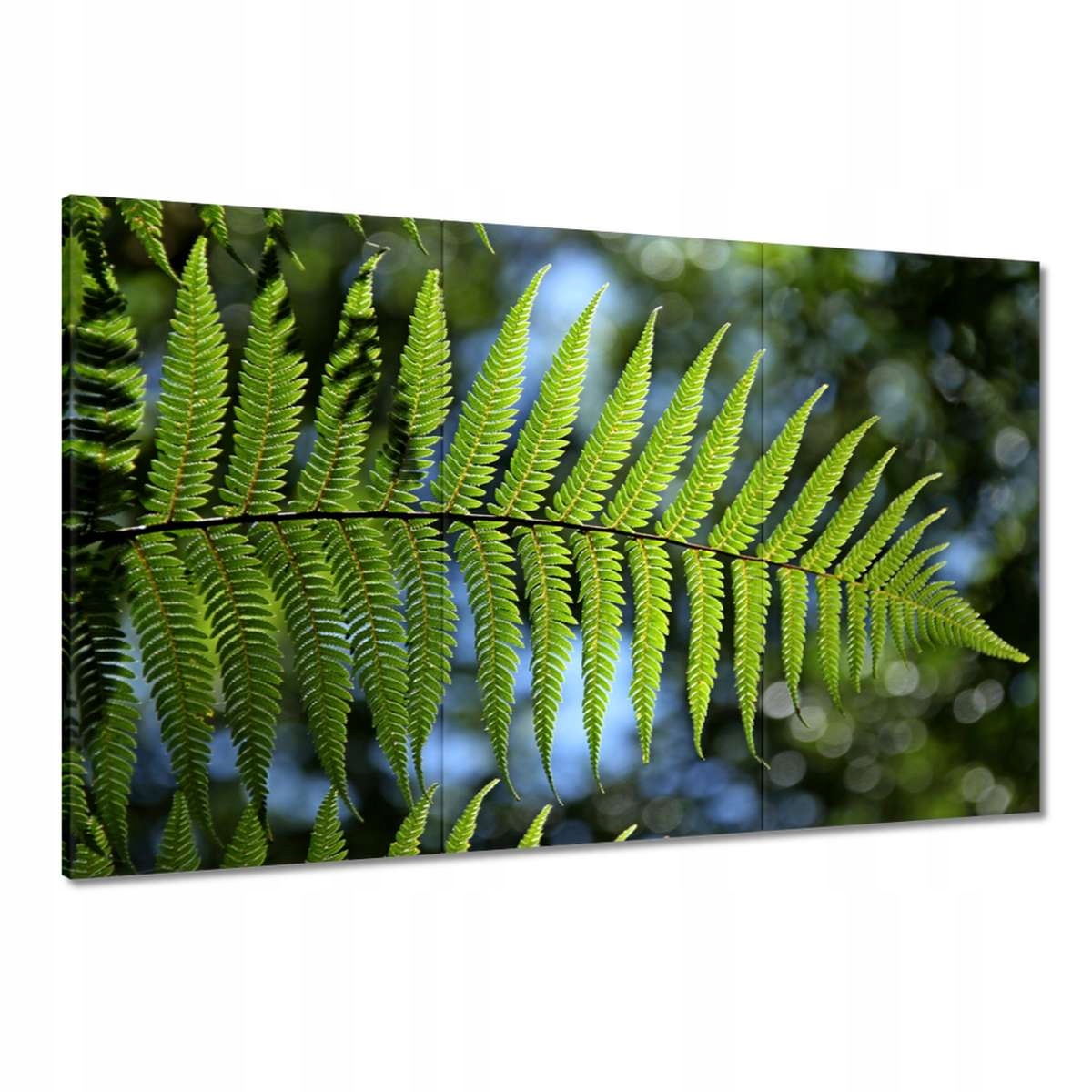 Obrazy 120x80 Kapradí List kapradí