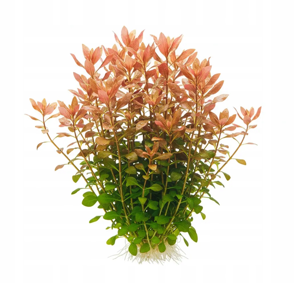 LUDWIGIA PALUSTRIS - Łatwa Czerwona Roślina do Akwarium