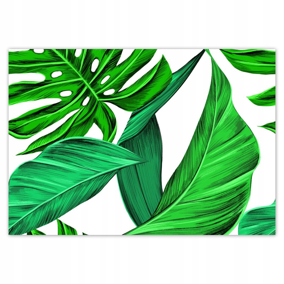 

Fototapety flizelina 416x290 Monstera Tropiki