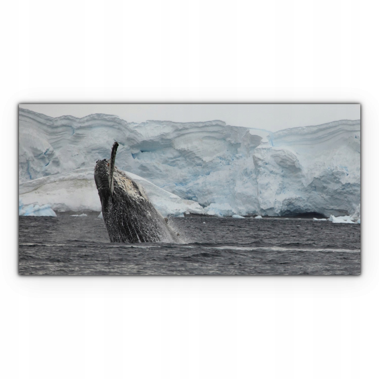 

foto-obraz na płótnie 100x50 Wieloryb Antarktyda
