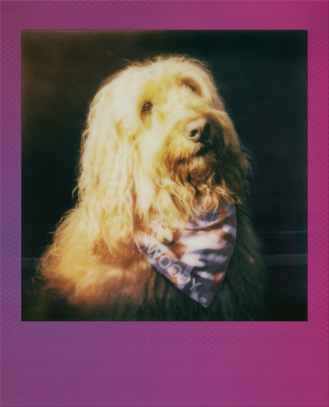 Vložky Polaroid Go Film Gradient Frame 2-PAK 16 fotografií