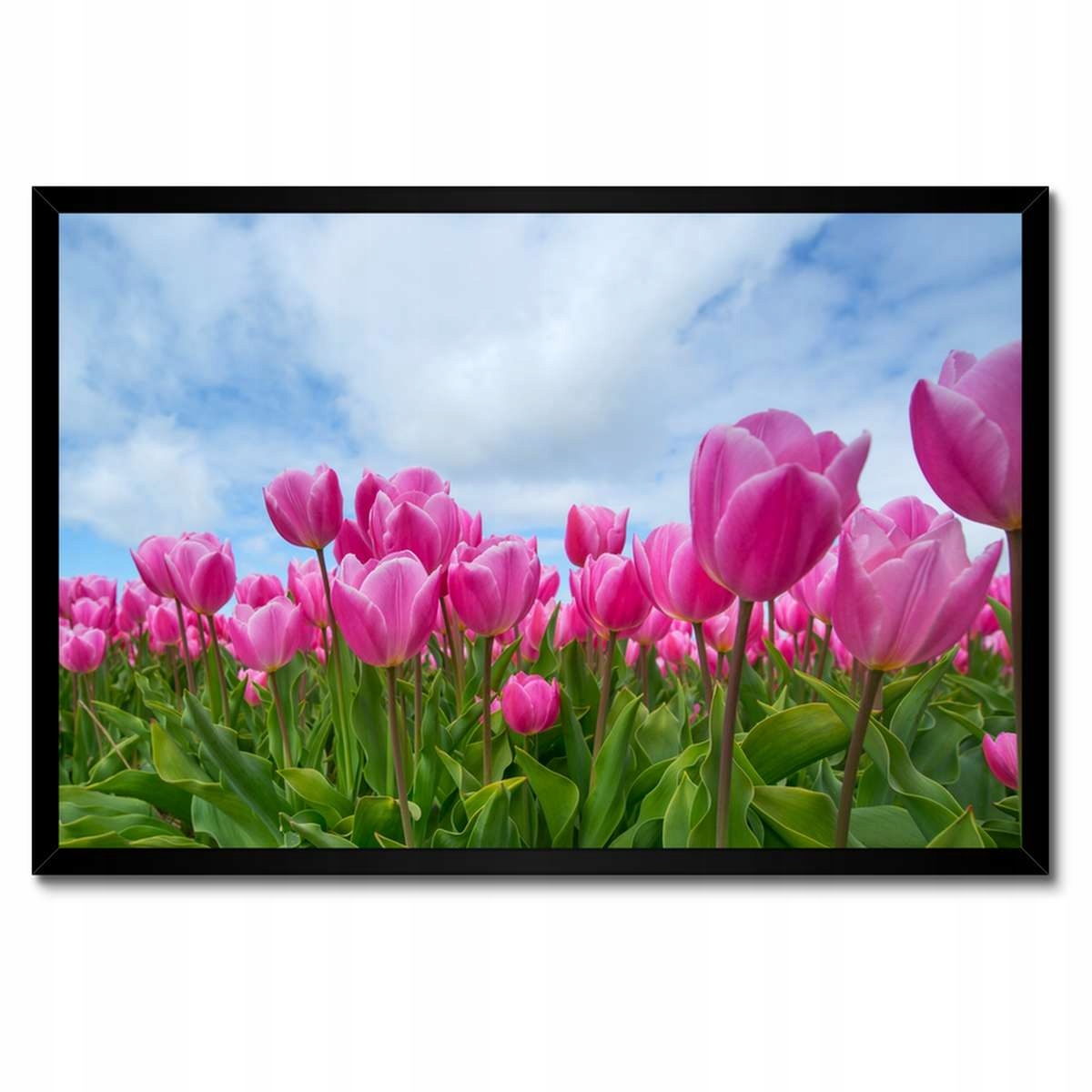 Plakáty v rámu 60x40 Tulipány Květiny