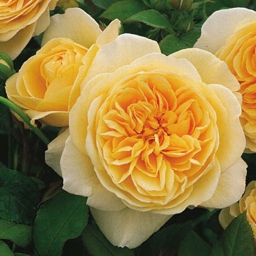 RÓŻA WIELKOKWIATOWA ŻÓŁTA 947