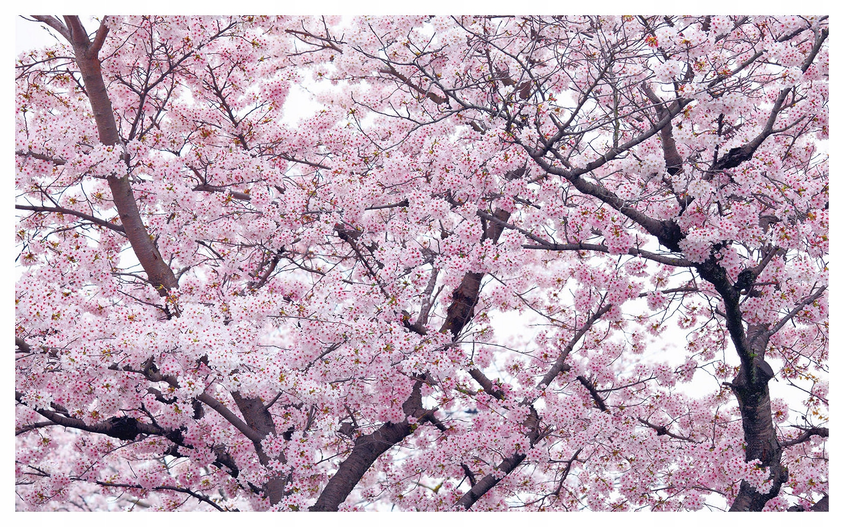 Vliesová fototapeta Kvetoucí višeň Růžová zahrada Květiny 312x219 lepidlo