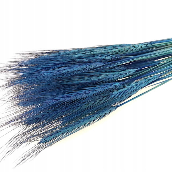 

Pszenżyto Granatowe zboże suszone kłosy zbóż susz