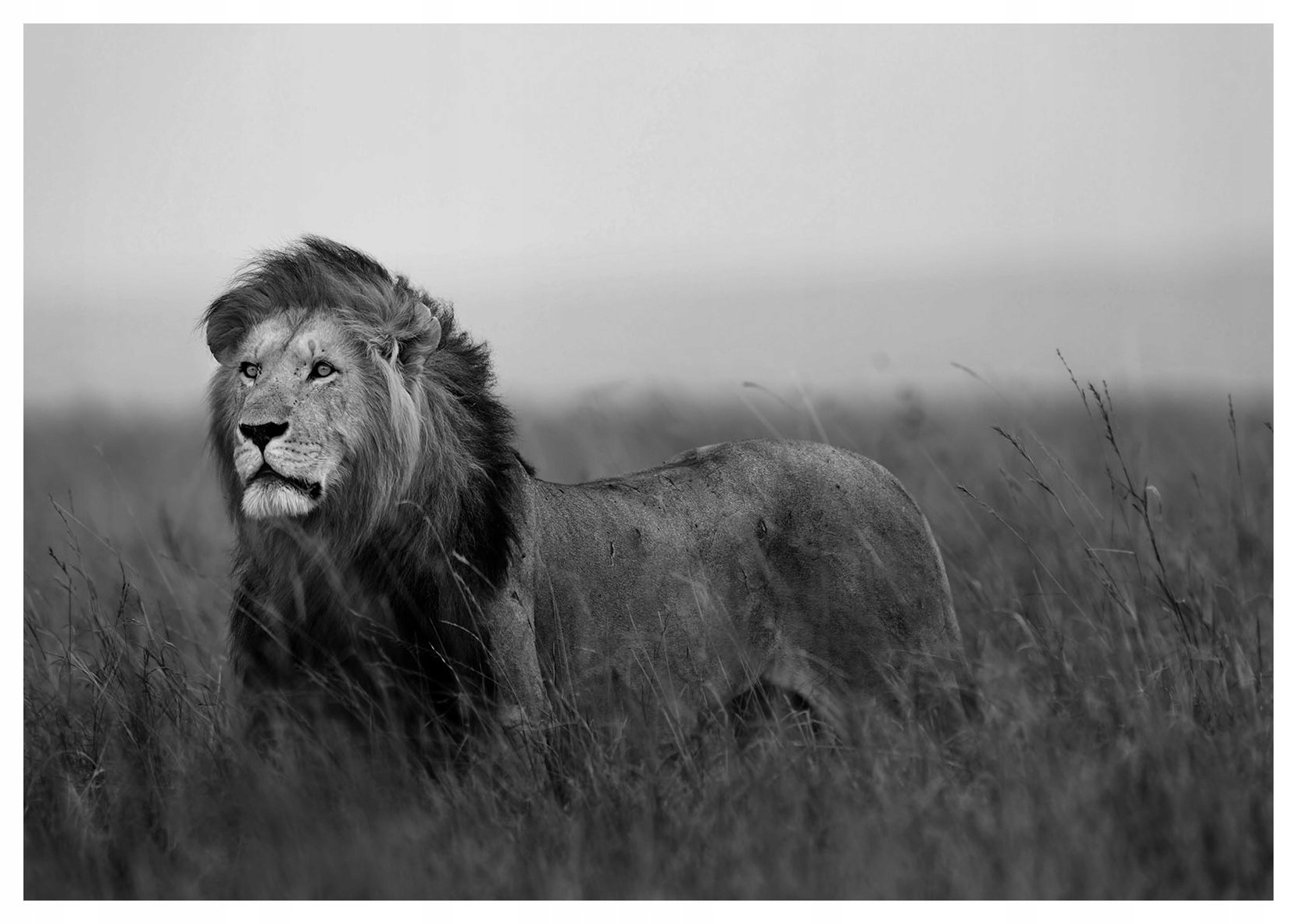 Fototapeta Lev africký král džungle elegance 254x184 vinylová lepidlo