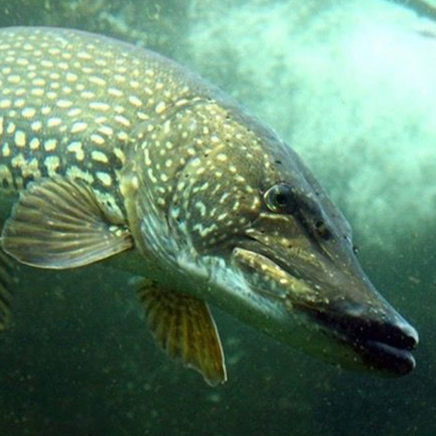 GLINA WĘDKARSKA KLEJĄCA CIĘŻKA DO ZANĘTY 25kg Marka inna