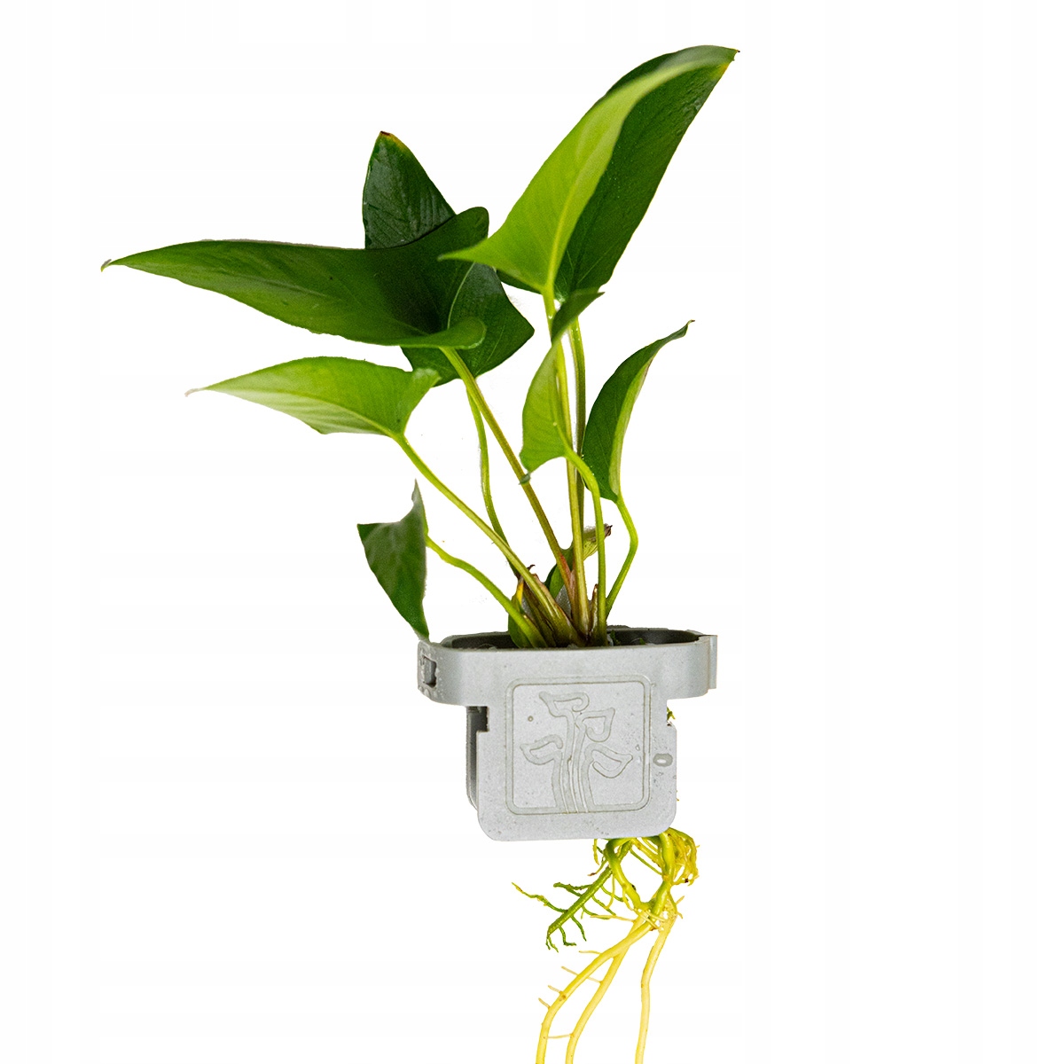 Anubias gracilis (Anubias wysmukły) - TROPICA (klips)