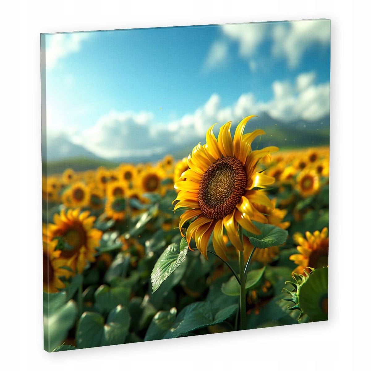 Obraz Na Plátně Canvas Příroda Květ Slunečnice Slunce 60x60