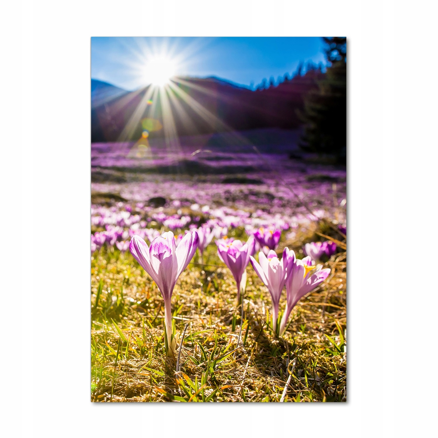 

Foto obraz szkło akrylowe Krokusy w górach 70x100