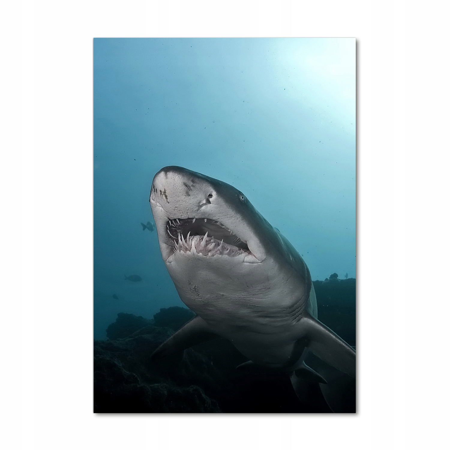 

Foto obraz szkło hartowane Duży rekin 70x100 cm