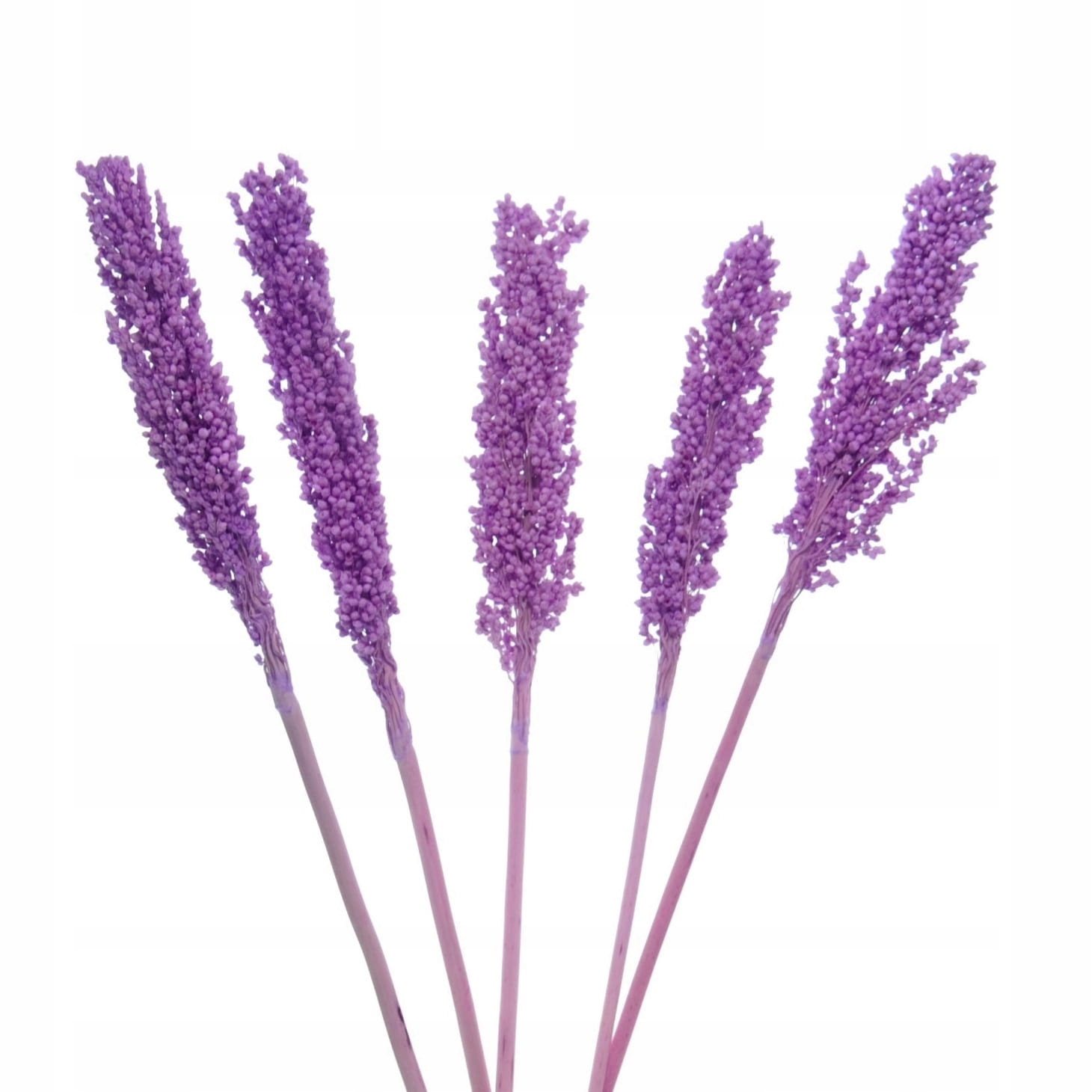 

Suszone sorgo fioletowe 5 szt., suszki do wazonu