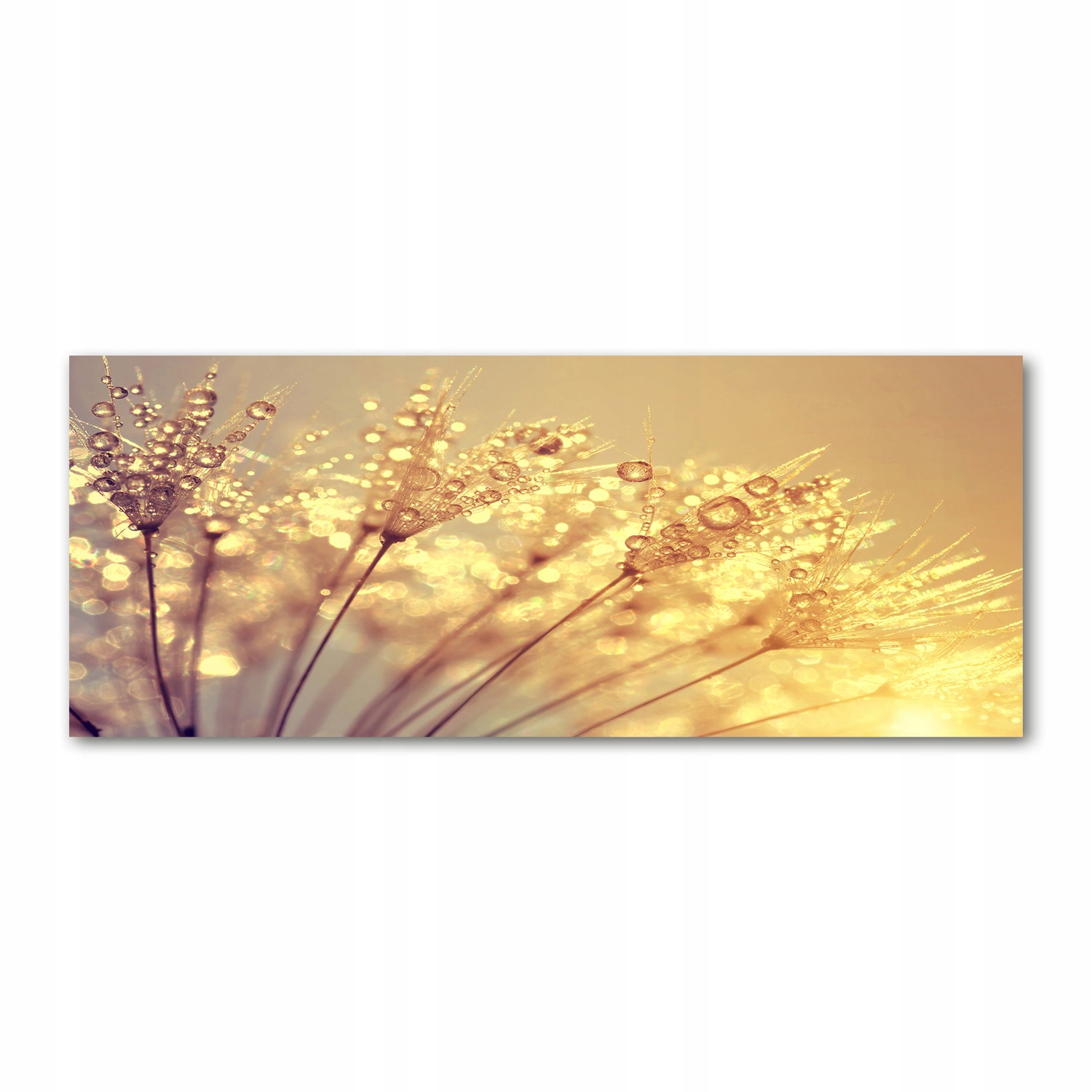

Foto obraz szkło akryl Nasiona dmuchawca 125x50 cm