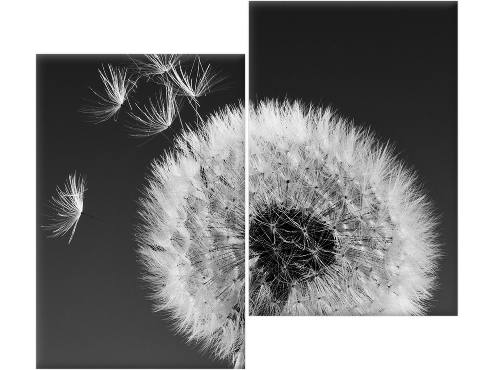 

Obraz drukowany Dmuchawiec - Gemma Stiles tryptyki