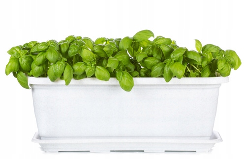 

Fototapeta flizelina na wymiar zielona bazylia