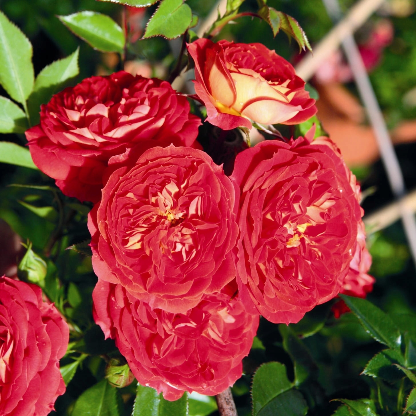 Róża pnąca CARMEN - doniczka 2 l.