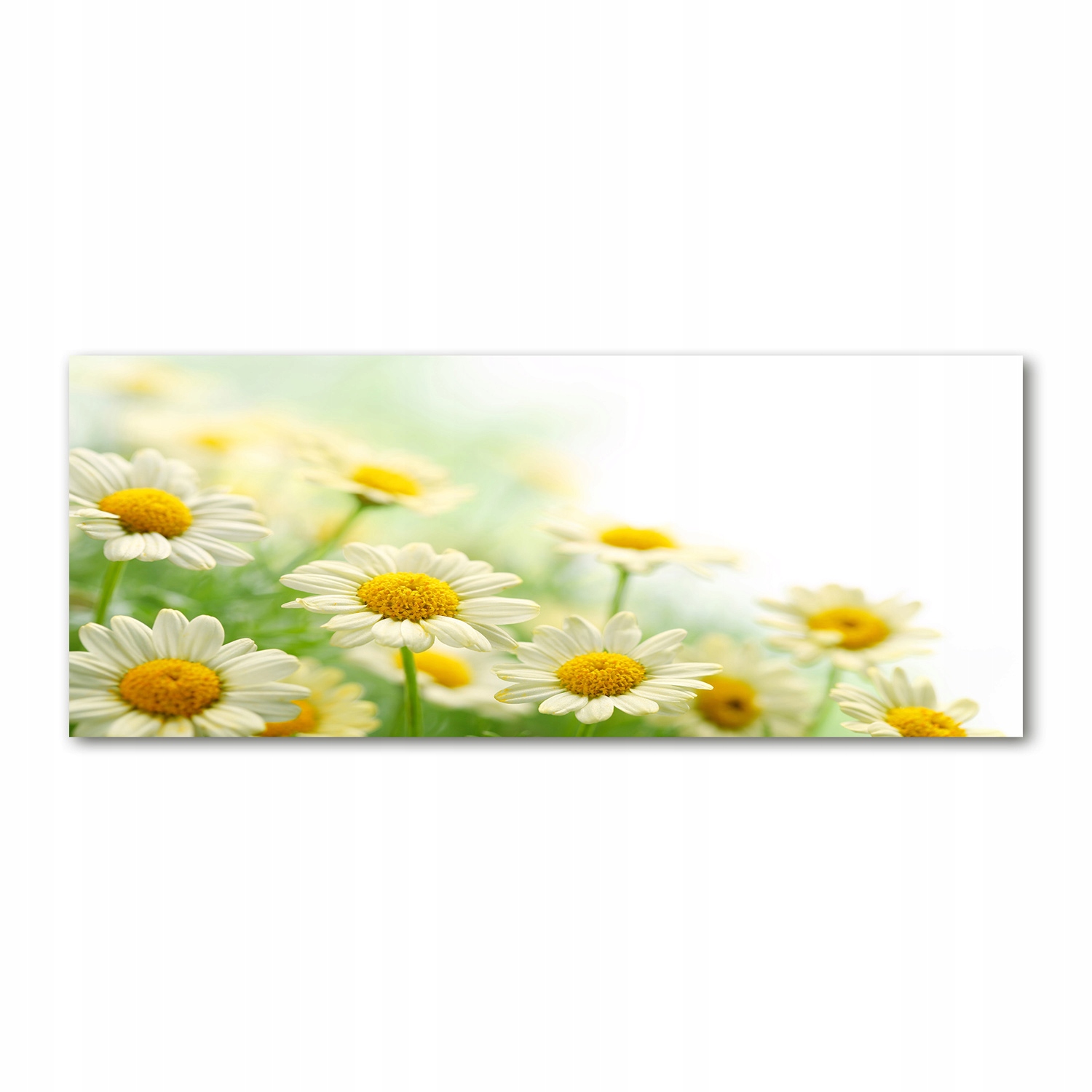 

Foto obraz akryl nowoczesny Stokrotki 125x50 cm
