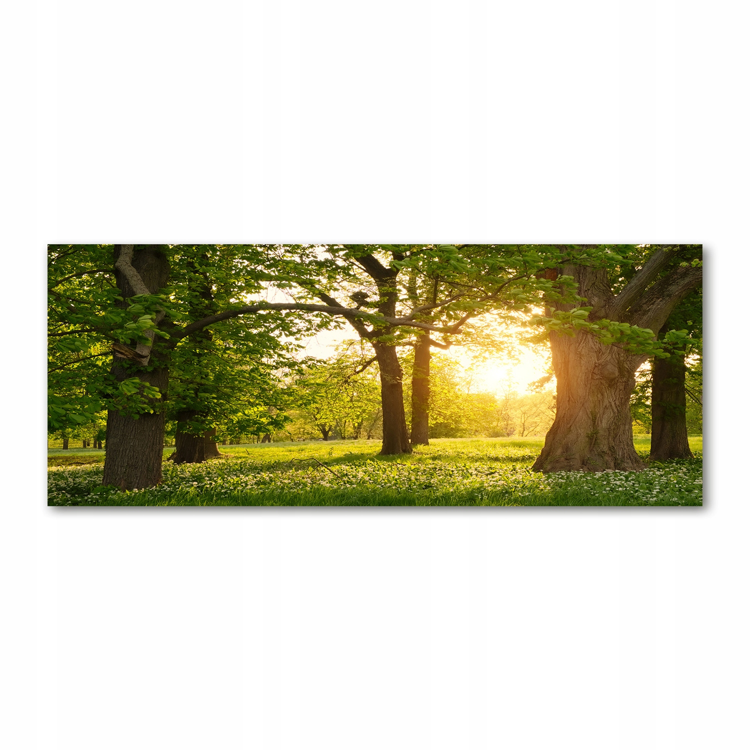 

Foto obraz akryl zdjęcie Drzewa w parku 125x50 cm
