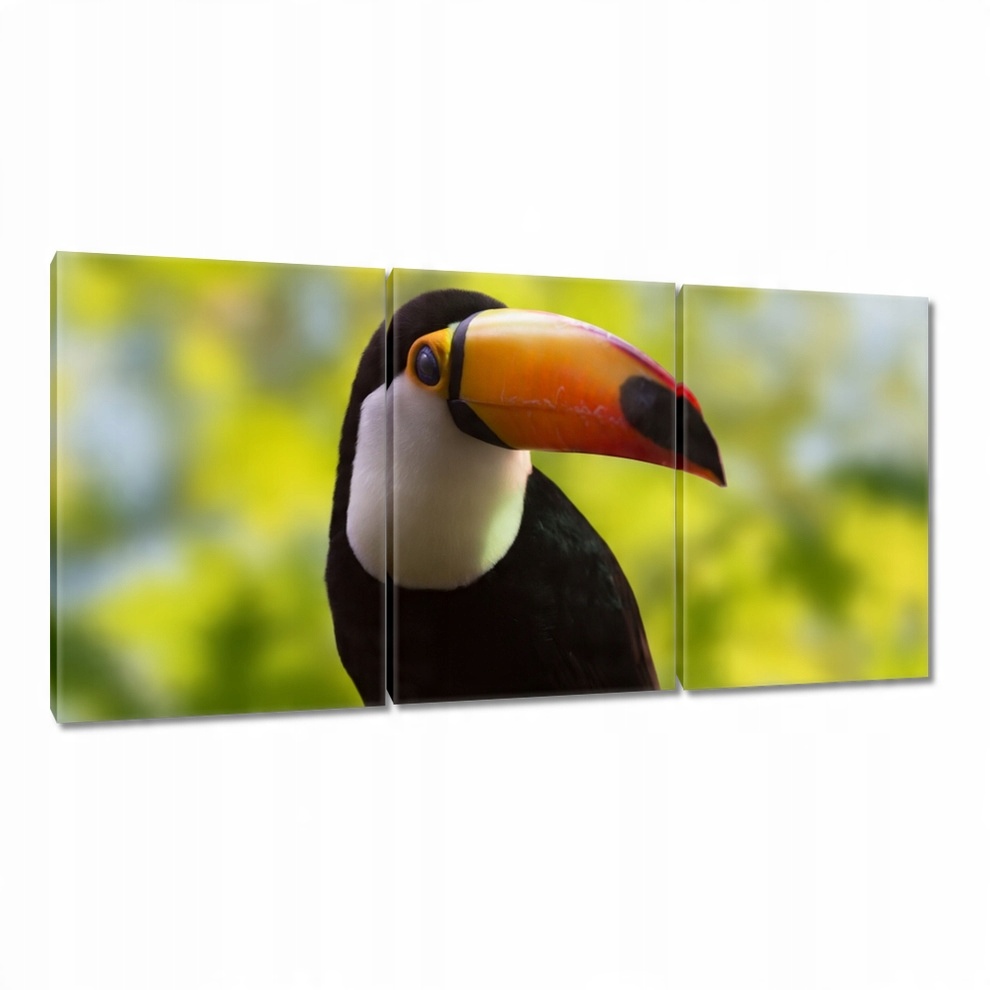 

Obrazy 120x60 Tukan na gałęzi
