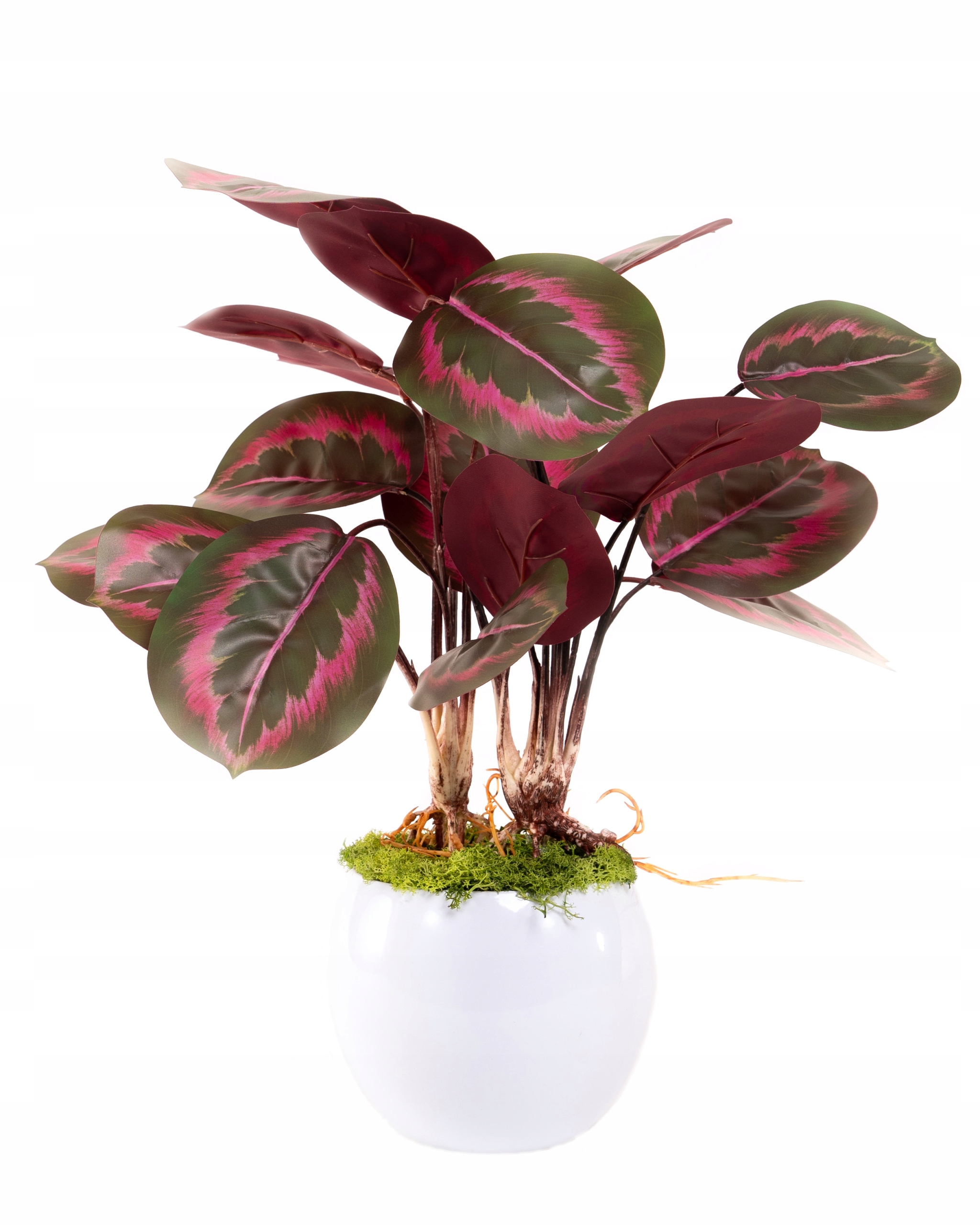 

Kalatea w twoim domu Jak Żywa w doniczce