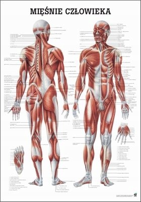 Tablica medyczna: Mięśnie Człowieka (100 x 70 cm Pl) Rüdiger-Anatomie