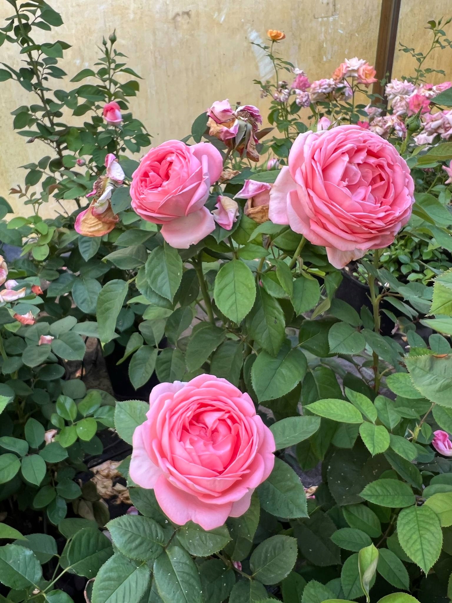 Róża Pachnąca LORAINE Rennaisance Morelowo-Różowa Duża PREMIUM Doniczka XL