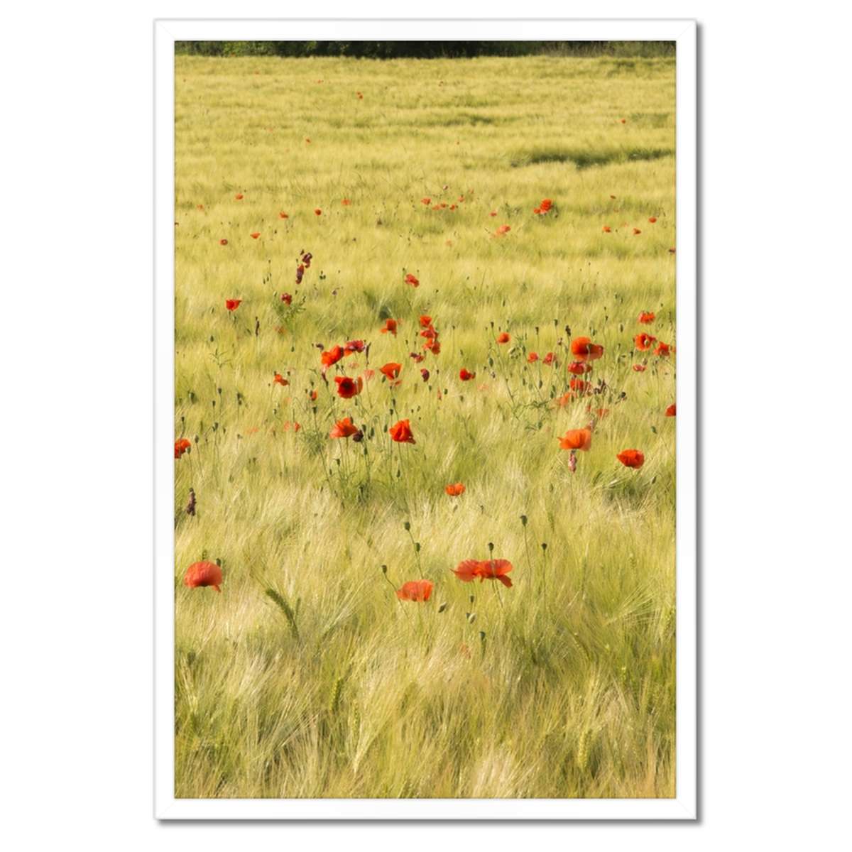 Plakáty v rámu 40x60 Maki na poli