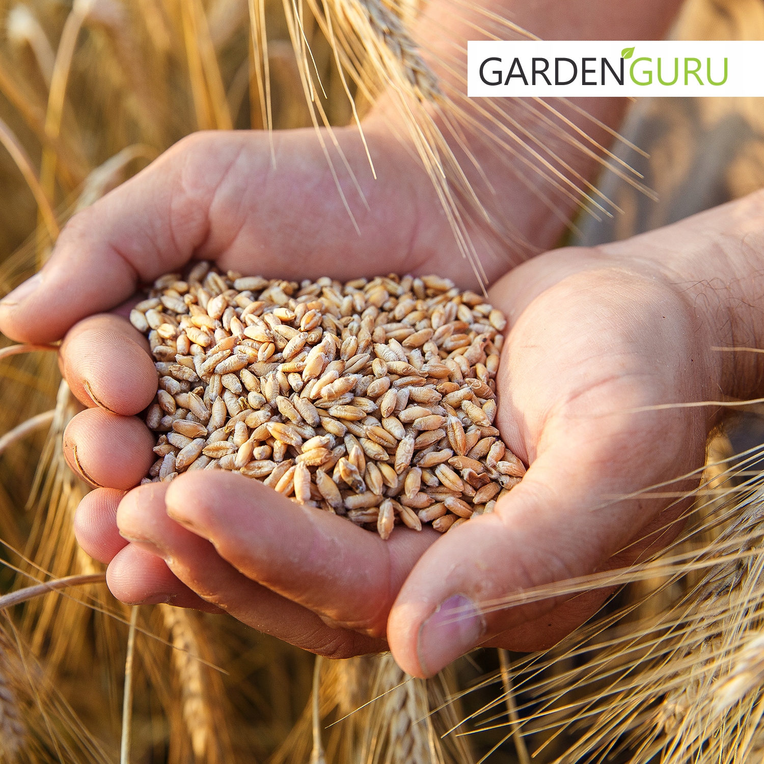 PSZENICA 5kg paszowa dla kur zanęta ziarno ZBOŻE Marka inna