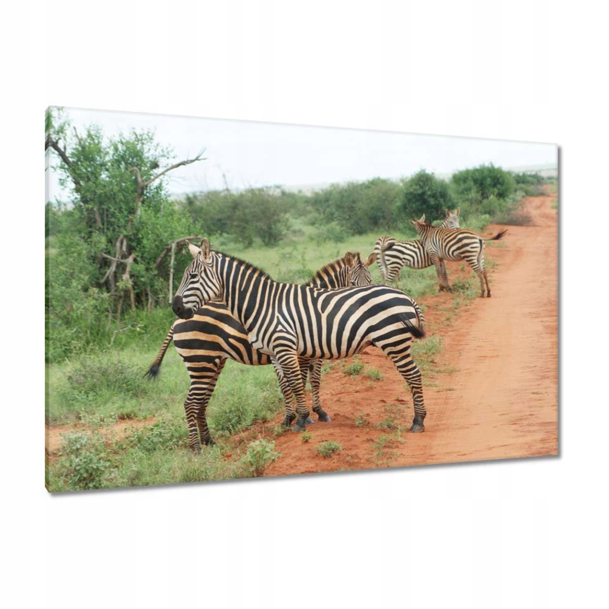 Obrazy 120x80 Zebra na savaně