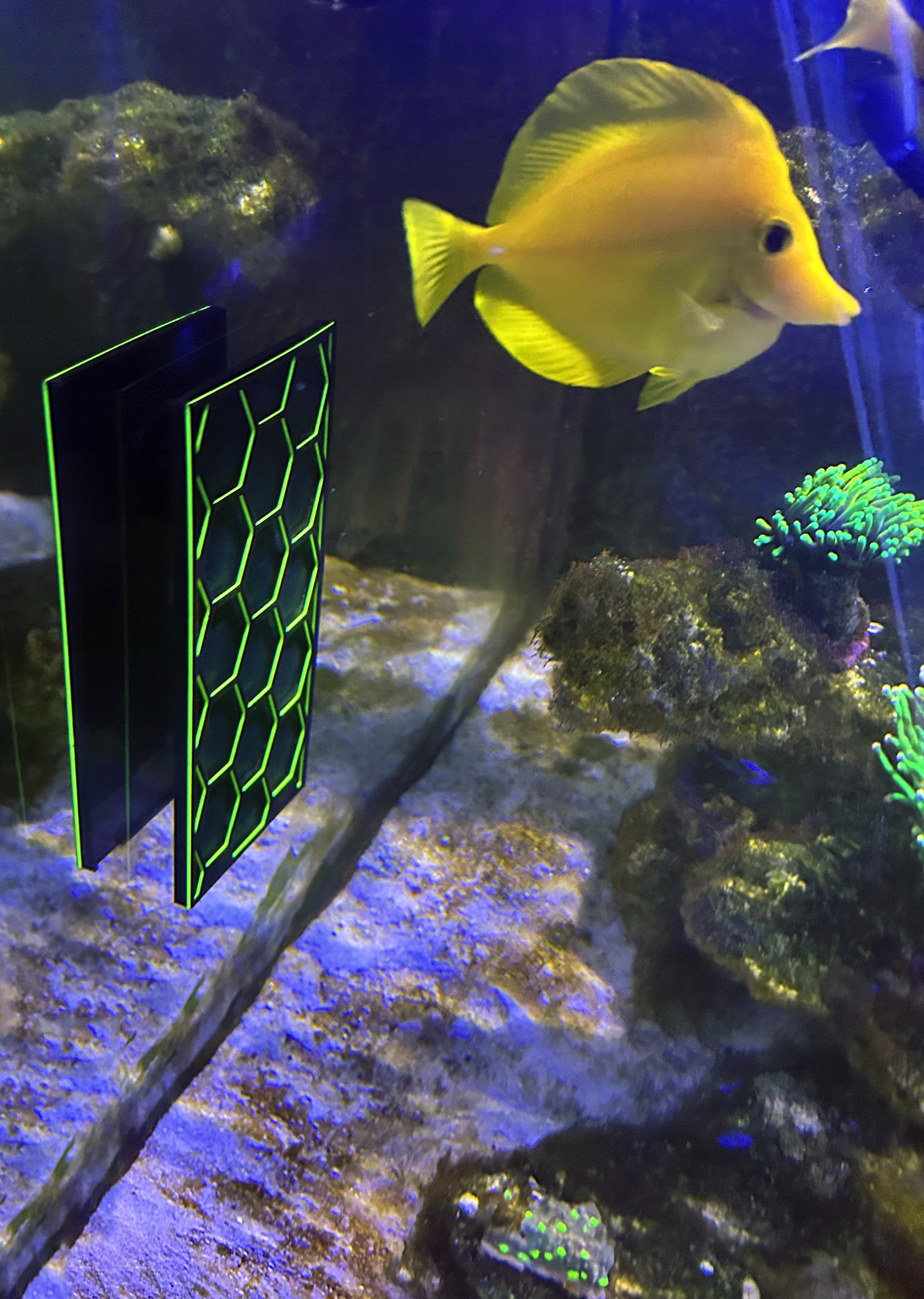 Levně Krmítko do mořského akvária na řasy nori feeder magnet bicolor