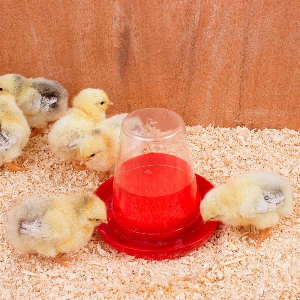 POIDŁO DLA PISKLĄT I PRZEPIÓREK TRANSPARENTY 0.6L Rodzaj poidło